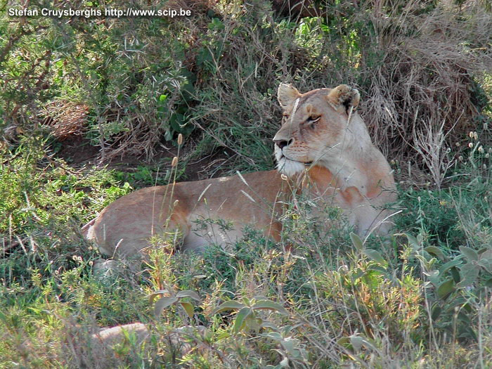 Serengeti - Lion  Stefan Cruysberghs